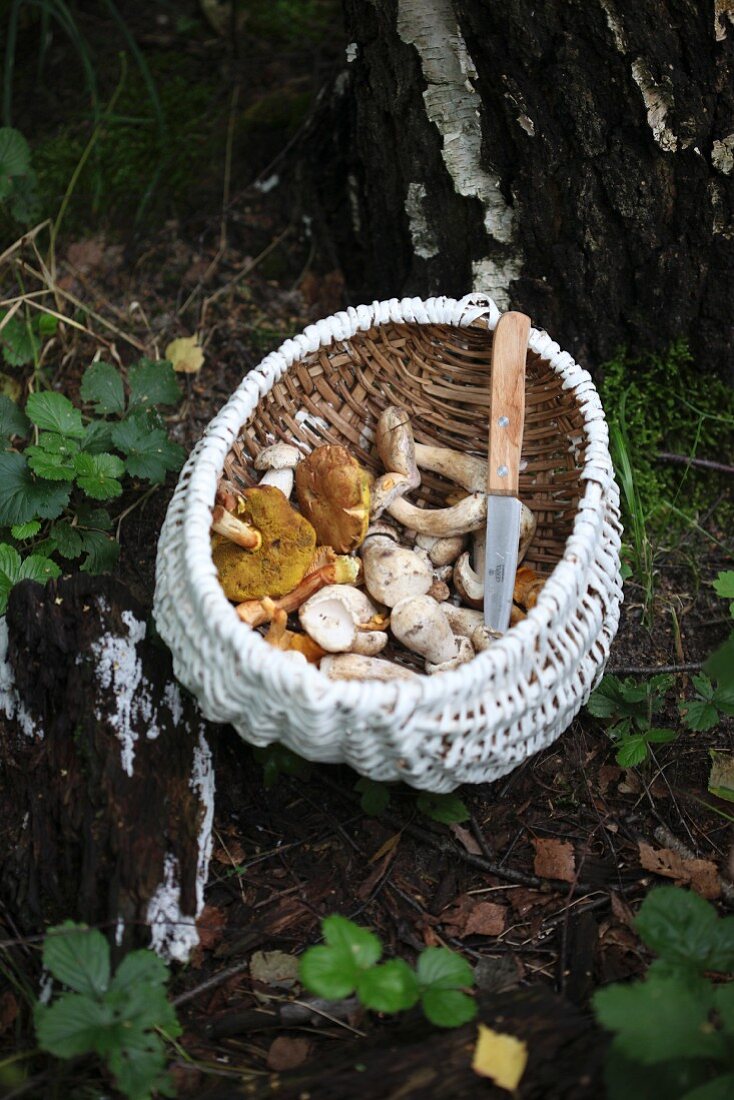 Fresh forest mushrooms in a wicker basket on the forest floor