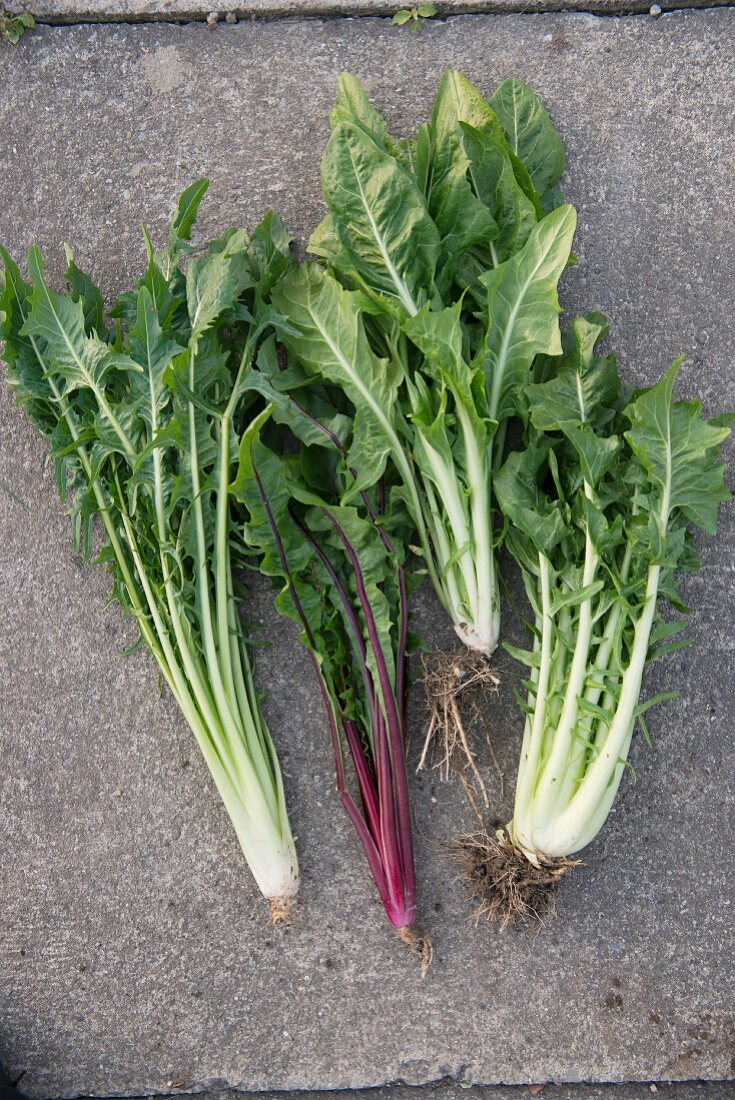 Different varieties of catalogna chicory