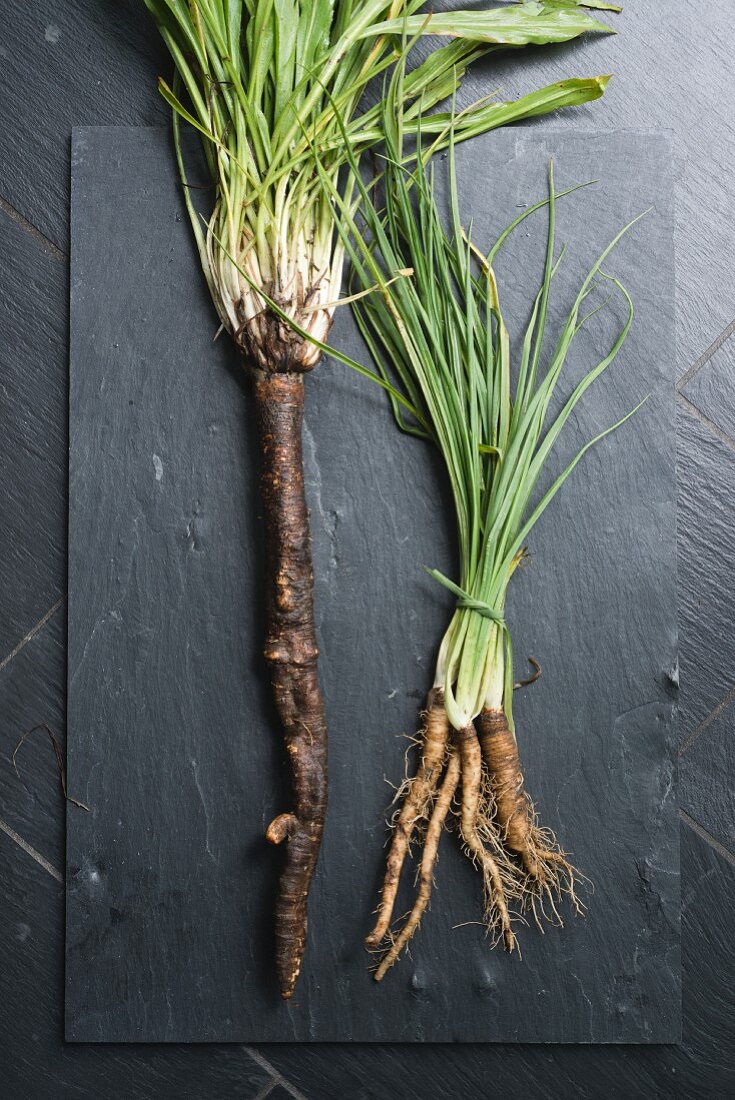 Black salsify and common salsify