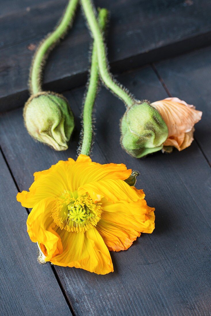 Yellow poppy and poppy buds on black wooden surface