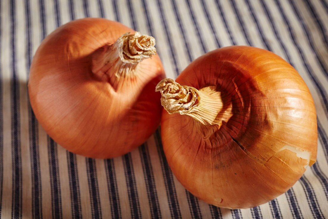 Two sweet onions from Pennsylvania, USA