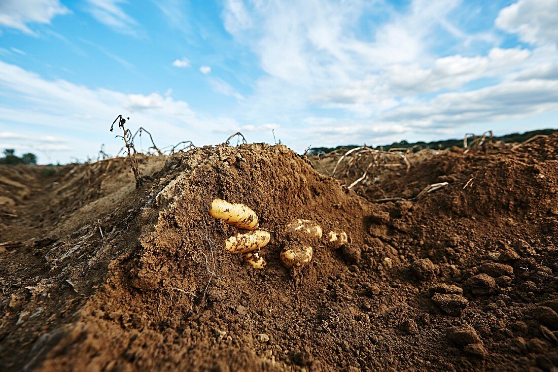 Potatoes in the ground in a field