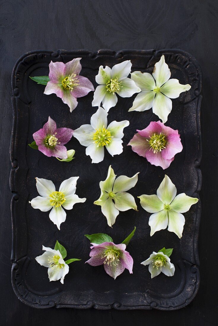 Christrosenblüten in verschiedenen Farben auf schwarzem Tablett
