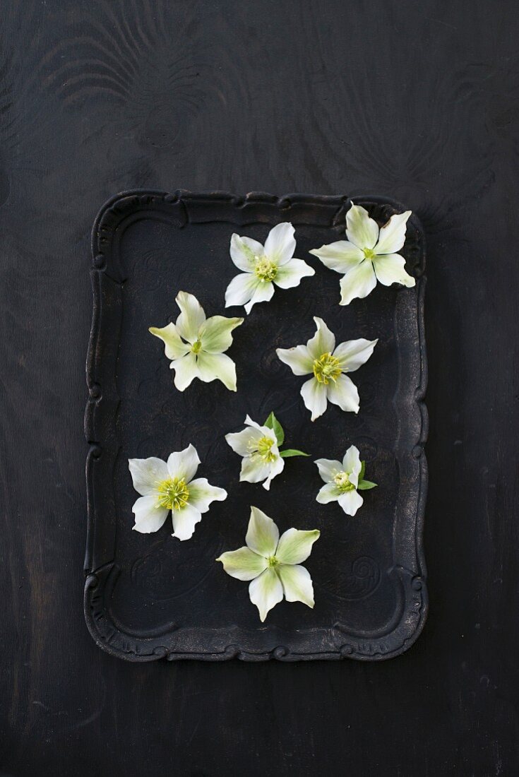 White hellebores on black tray