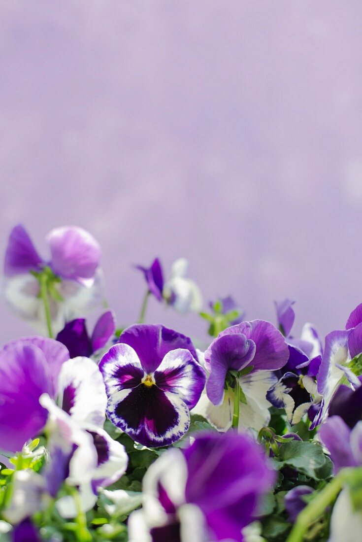 Purple violas against lilac background
