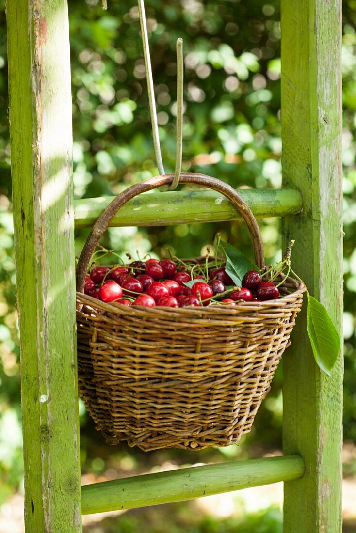 Freshly picked cherries in a basket on a green ladder