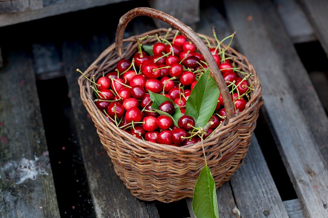 A basket of freshly picked cherries