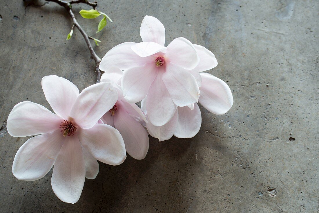 White magnolia flowers on concrete surface