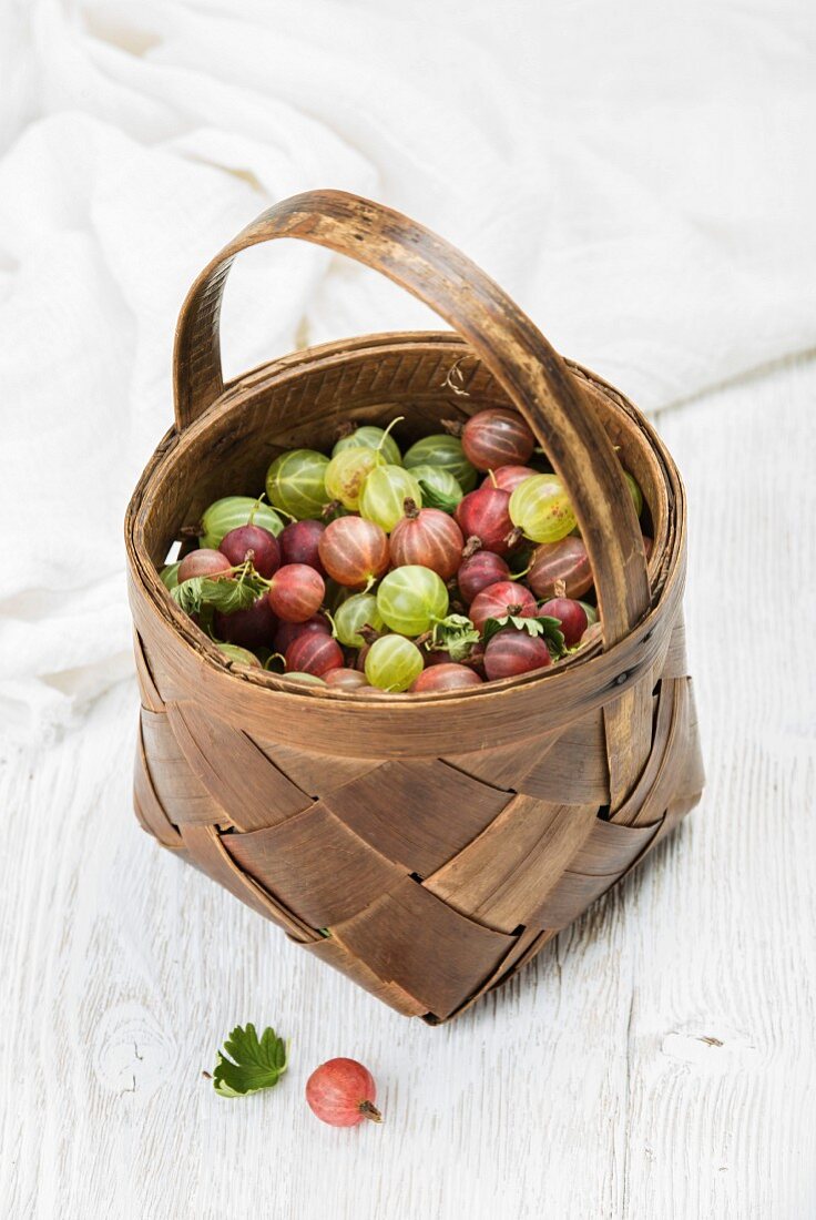 Birchbark basket full of ripe green and red gooseberries over white background