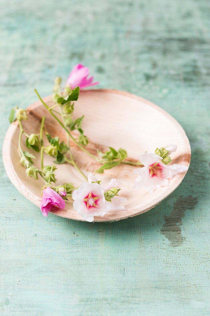 Edible mallow flowers on plate