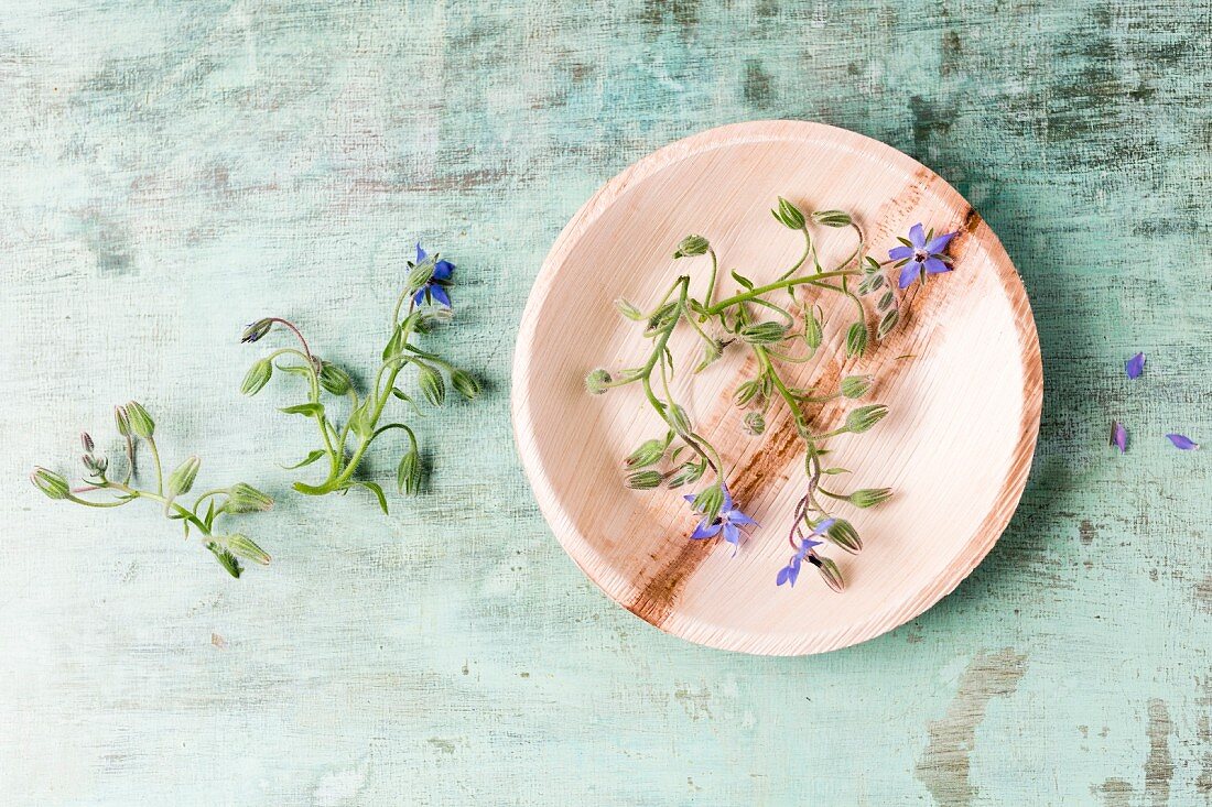 Edible borage flowers on plate (top view)