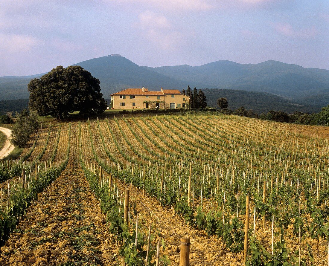 Merlot-Weinberg vor Gut Grattamacco, Bolgheri,Toskana,Italien