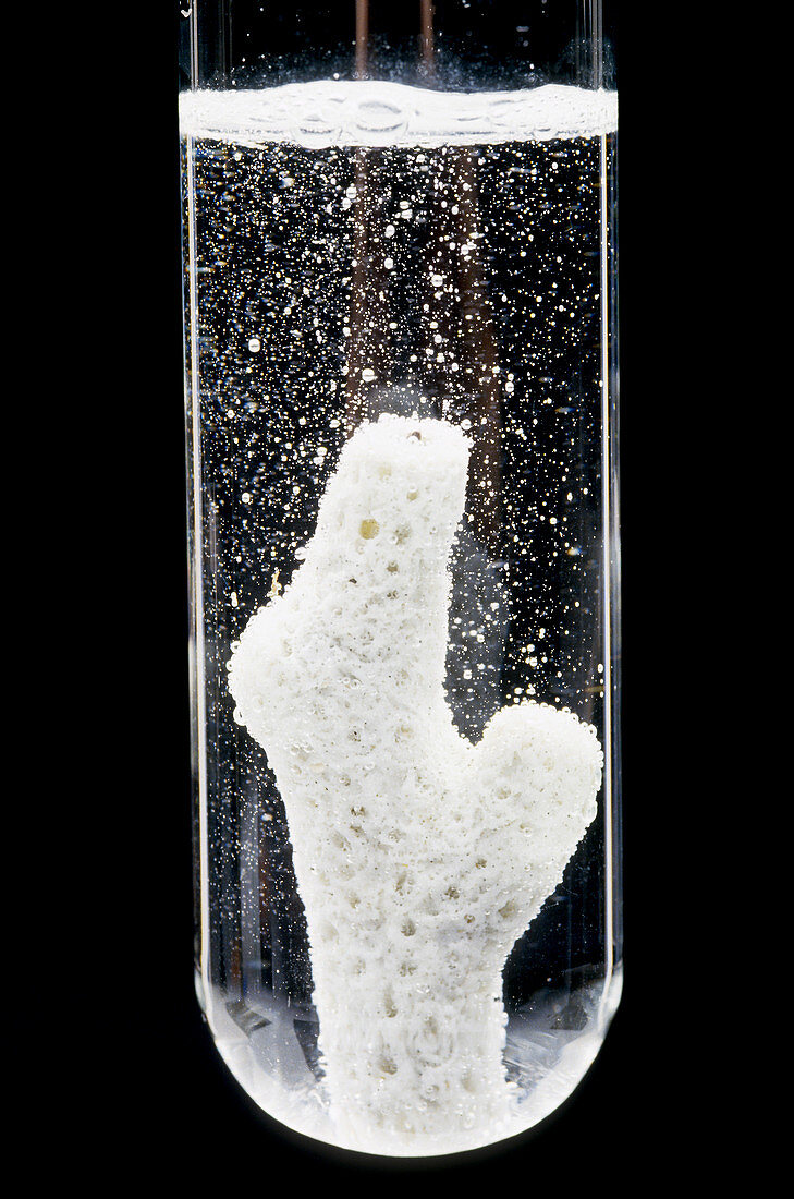 Coral Reacting With Hydrochloric Acid