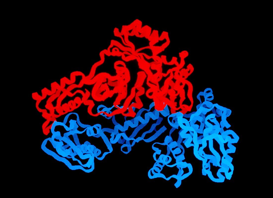 Enzyme reverse transcriptase