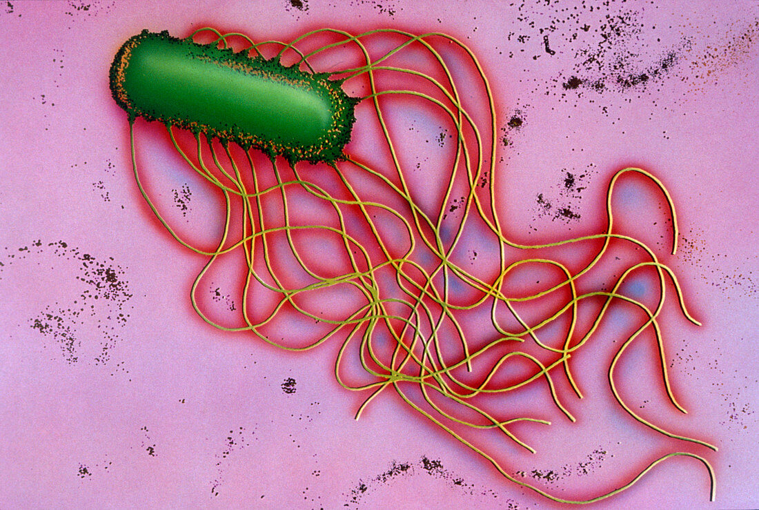 Salmonella sp. bacterium
