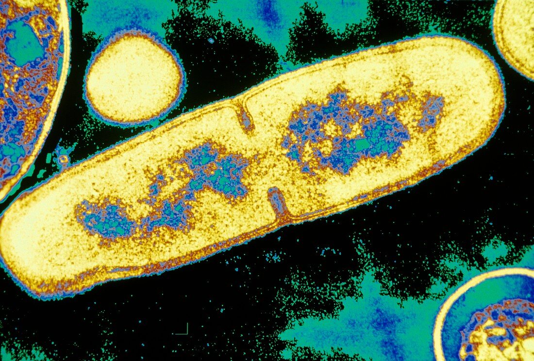 Bacillus licheniformis bacterium dividing