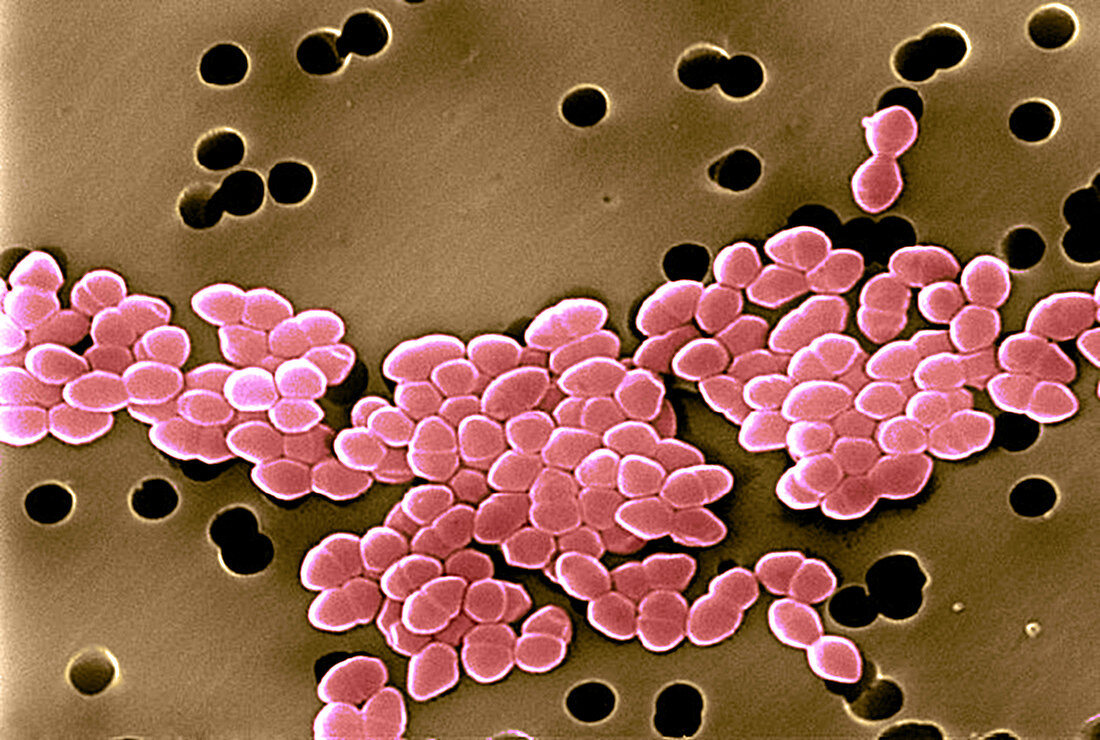 Vancomycin-resistant Enterococci