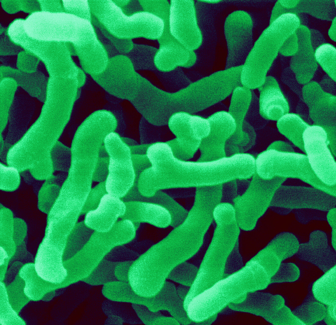 Bifidobacterium pullorum