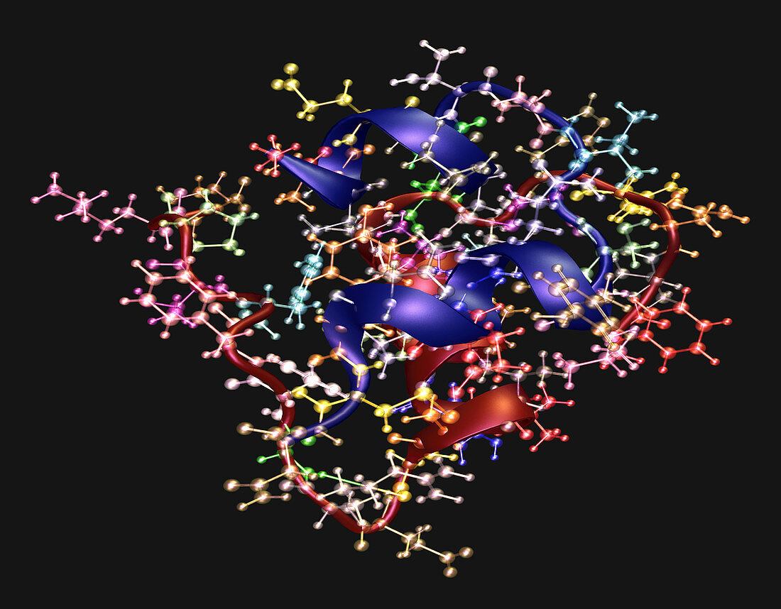 Human Insulin Monomer