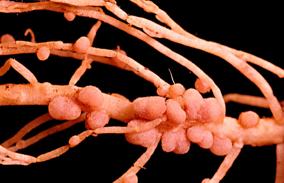 Nitrogen-fixing nodules on roots of pea plant