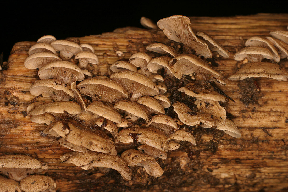 Luminescent Mushroom (Panellus stipticus)