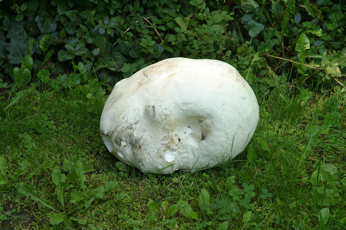 Giant Puffball Fungus (Calvatia gigantea)