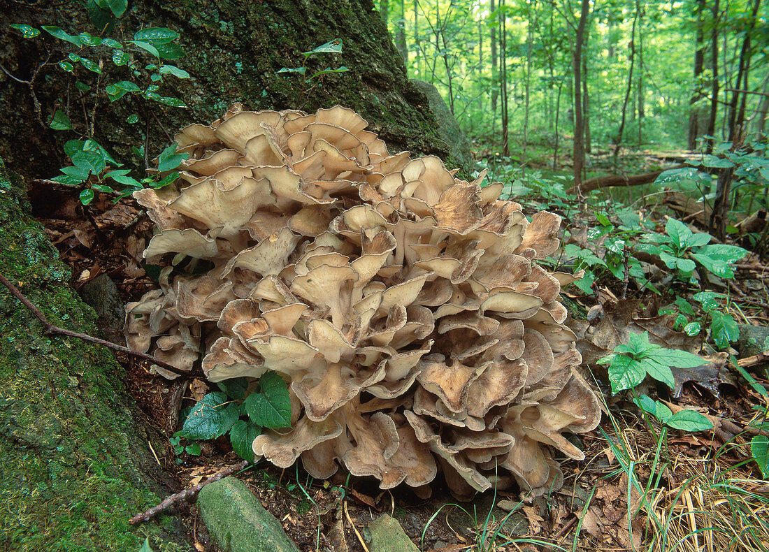 Hen of the Woods Fungus