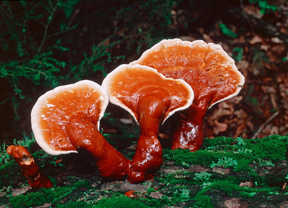 Varnish Shelf Fungus