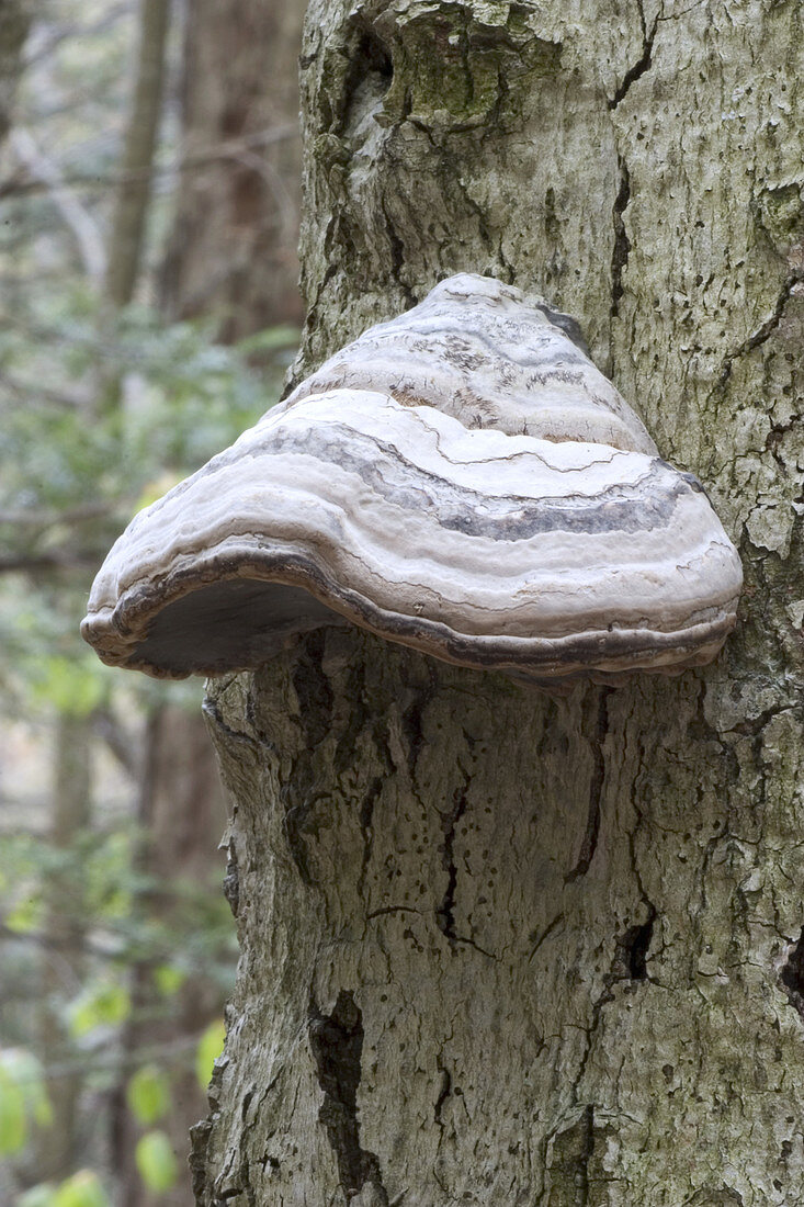 Tinder Fungus