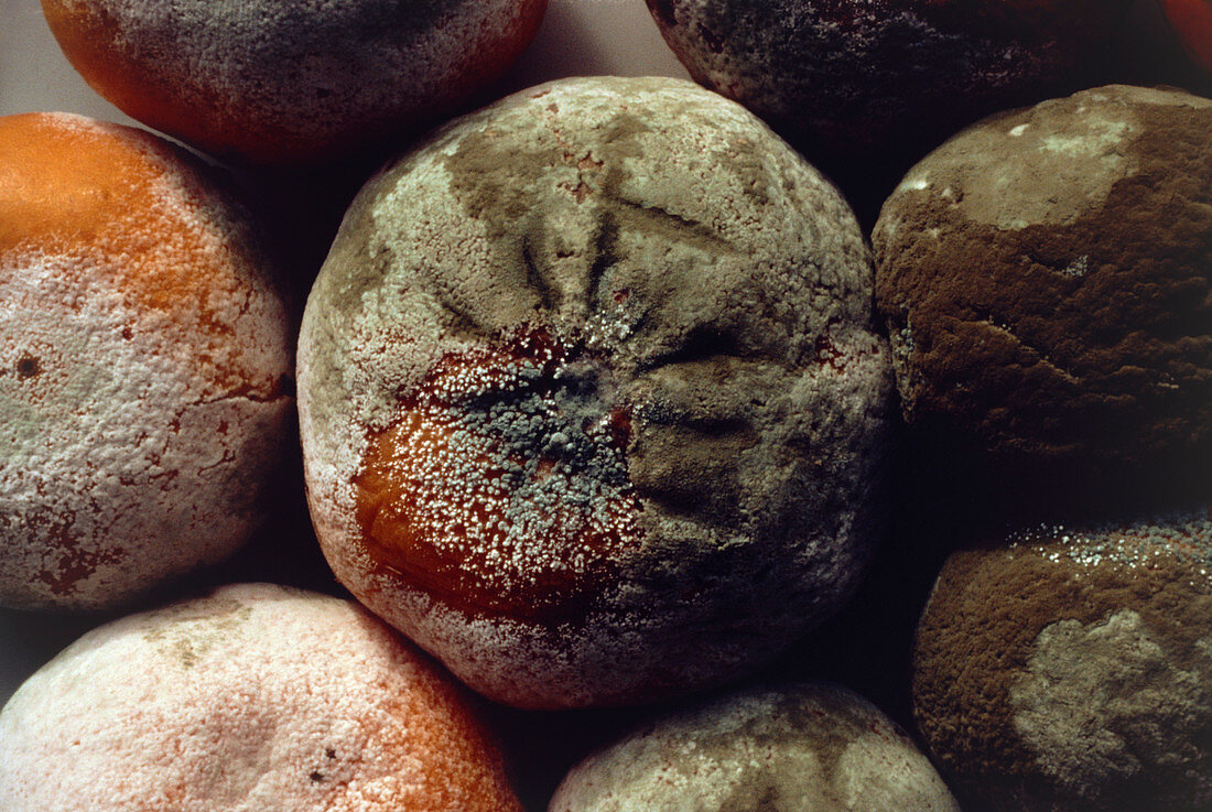 Penicillin fungus growing on a tangerine