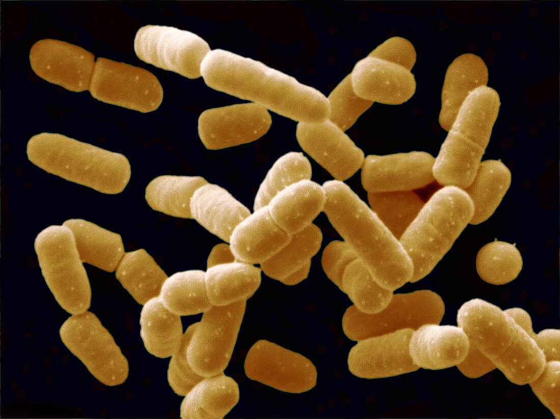 Lactobacillus Salivarius Bacteria