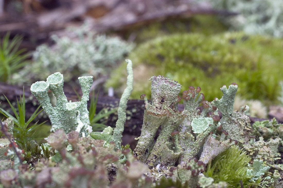 Cladonia Lichens