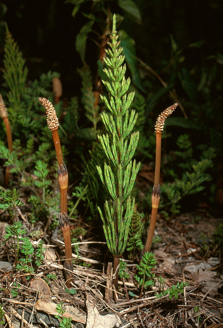 Fertile and Sterile Horsetail