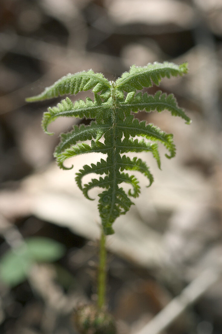 Young Fern Frond