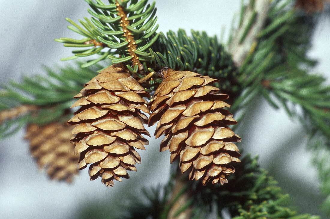 Red Spruce cones