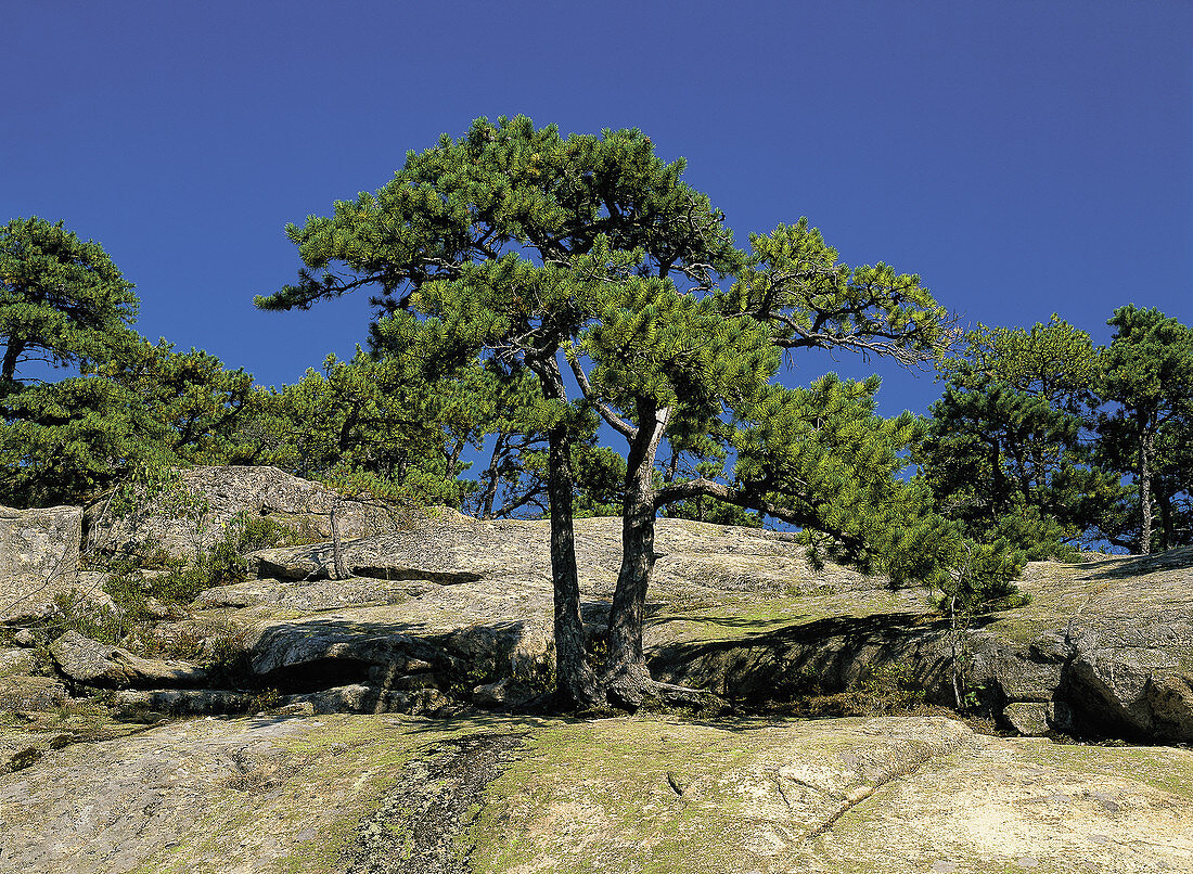'Pitch Pines (Pinus rigida),Acadia NP,Maine'
