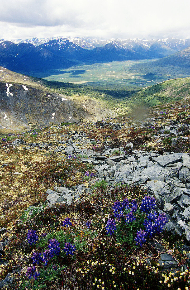 Lupines in the Yukon