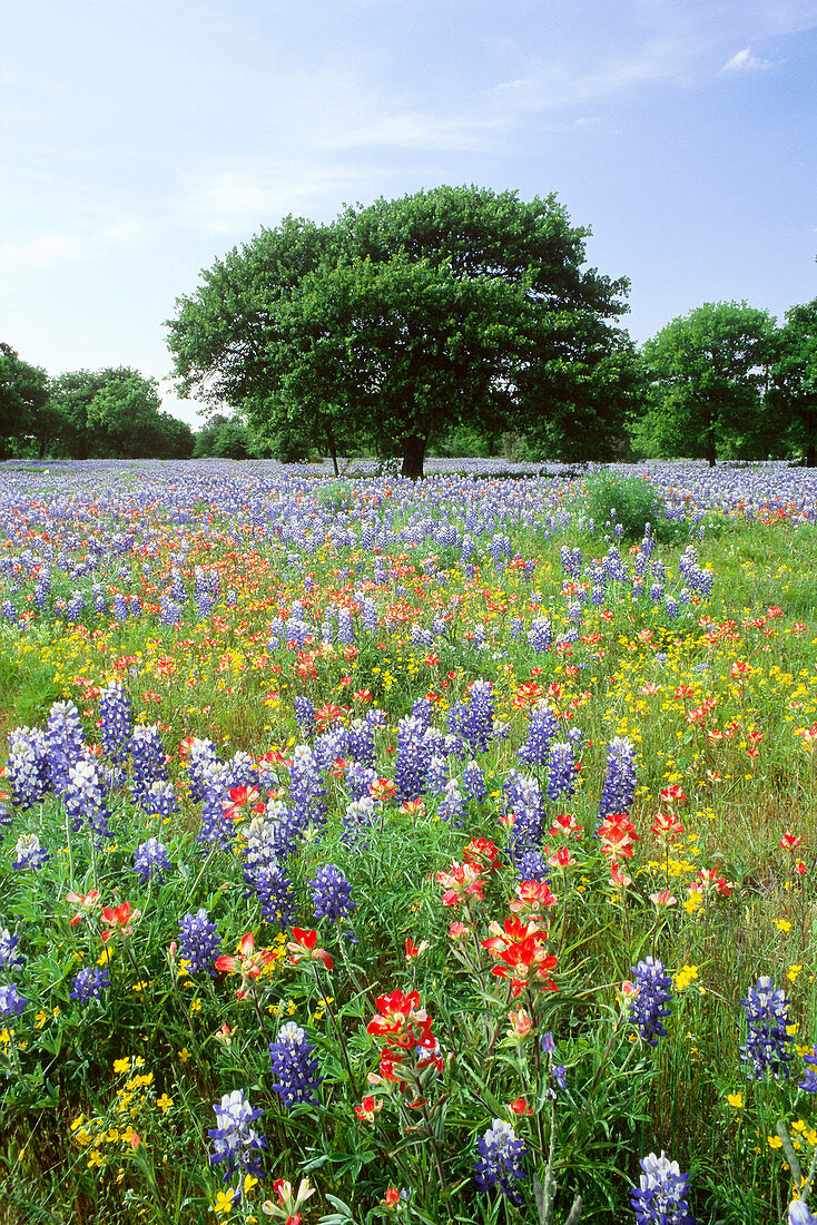 'Field of flowers,Texas'