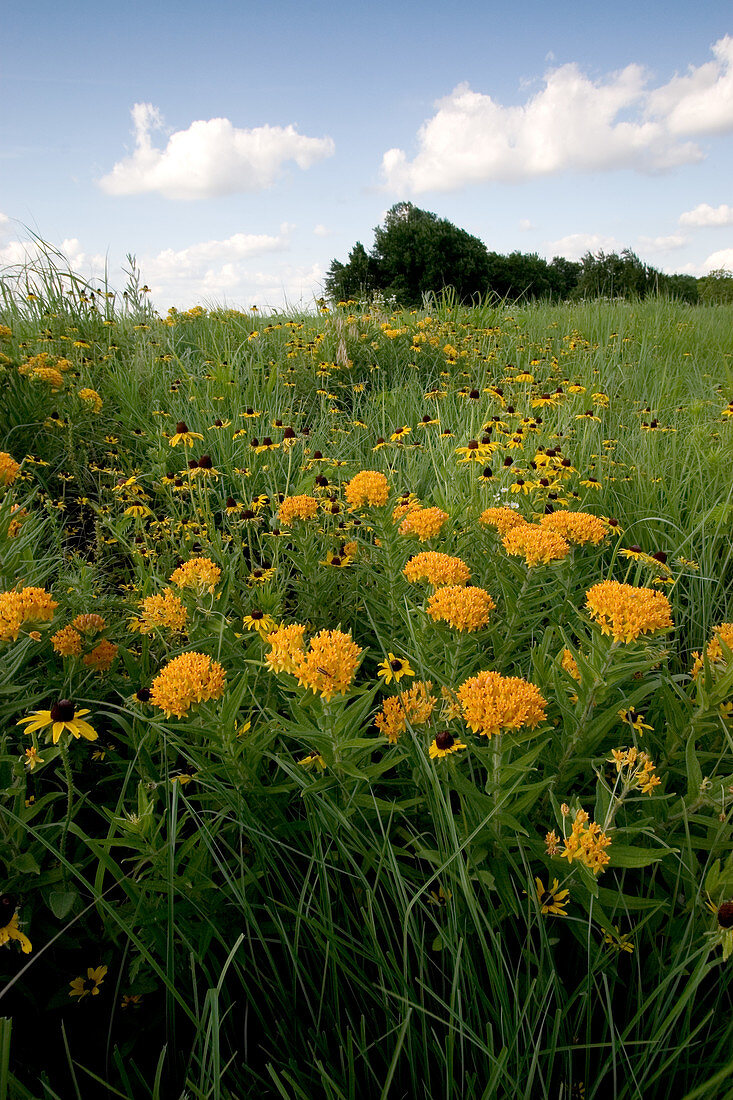 Prairie meadow with wildflowers