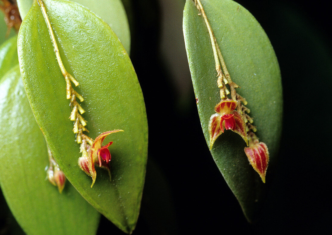 Miniature Orchid,Costa Rica
