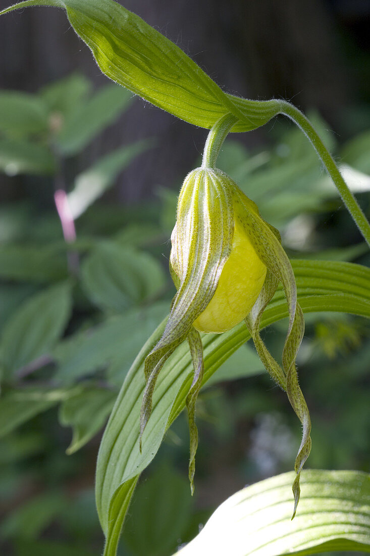 Yellow Lady's Slipper