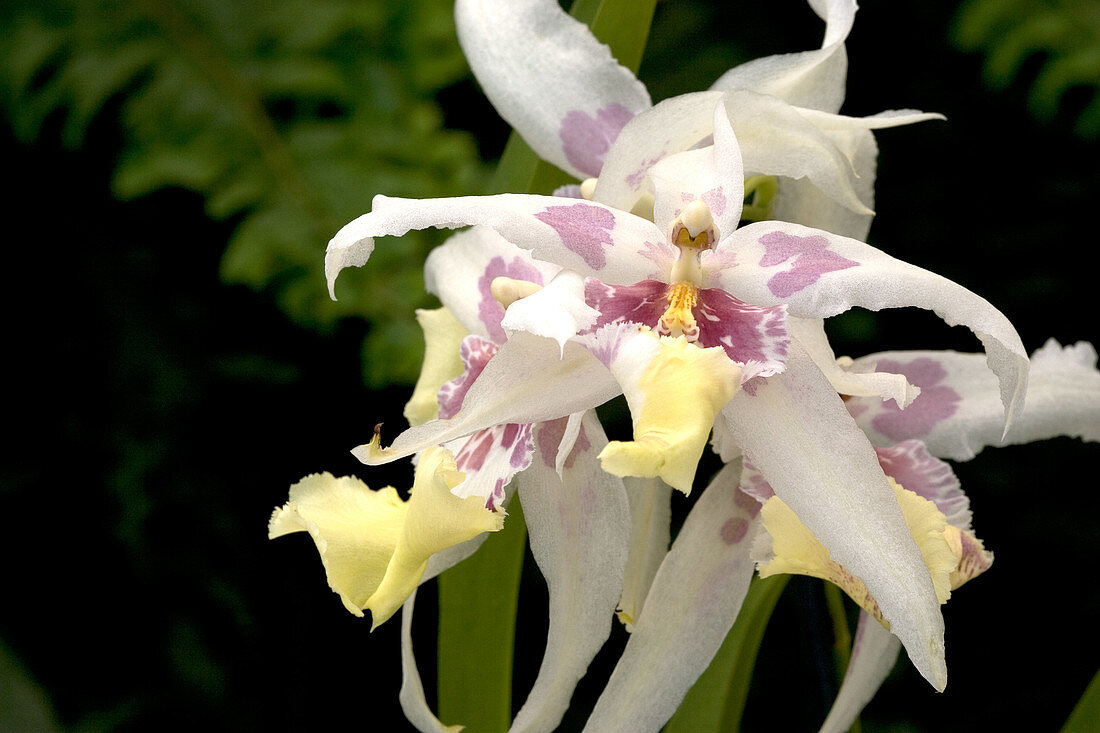 Glacier Oncidium Orchid (Oncidium sp.)