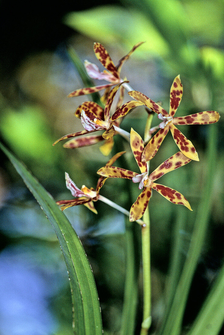 Epiphytic Orchid