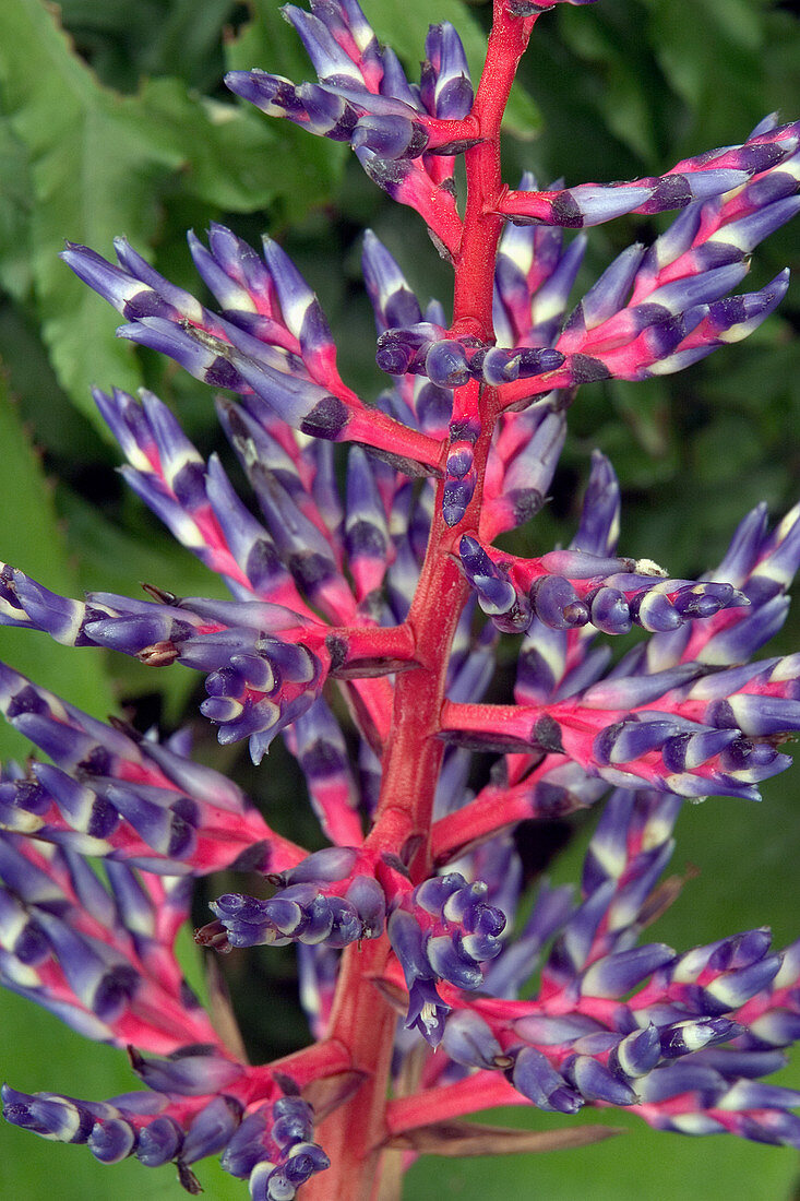 Aechmea Bromeliad