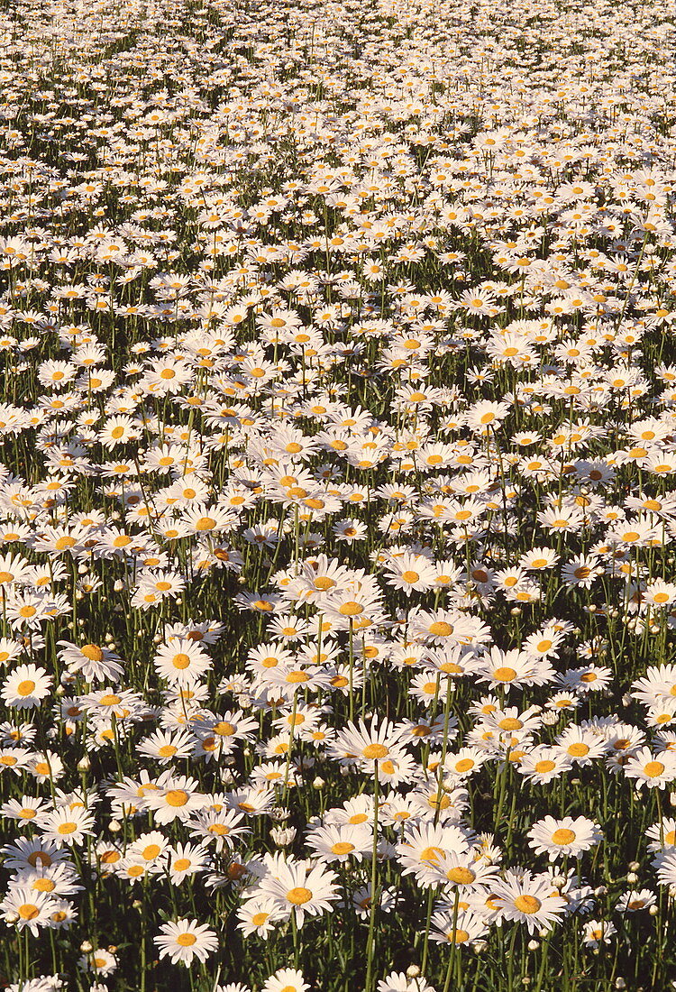 Ox-eye daisies
