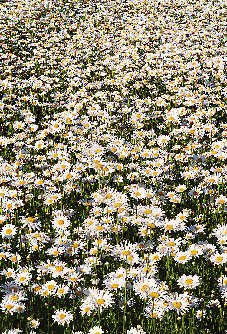 Oxeye daisies in a field