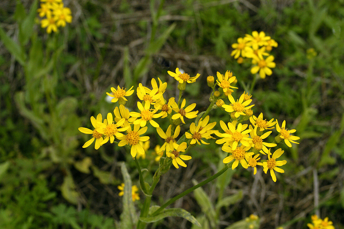 Texas Butterweed