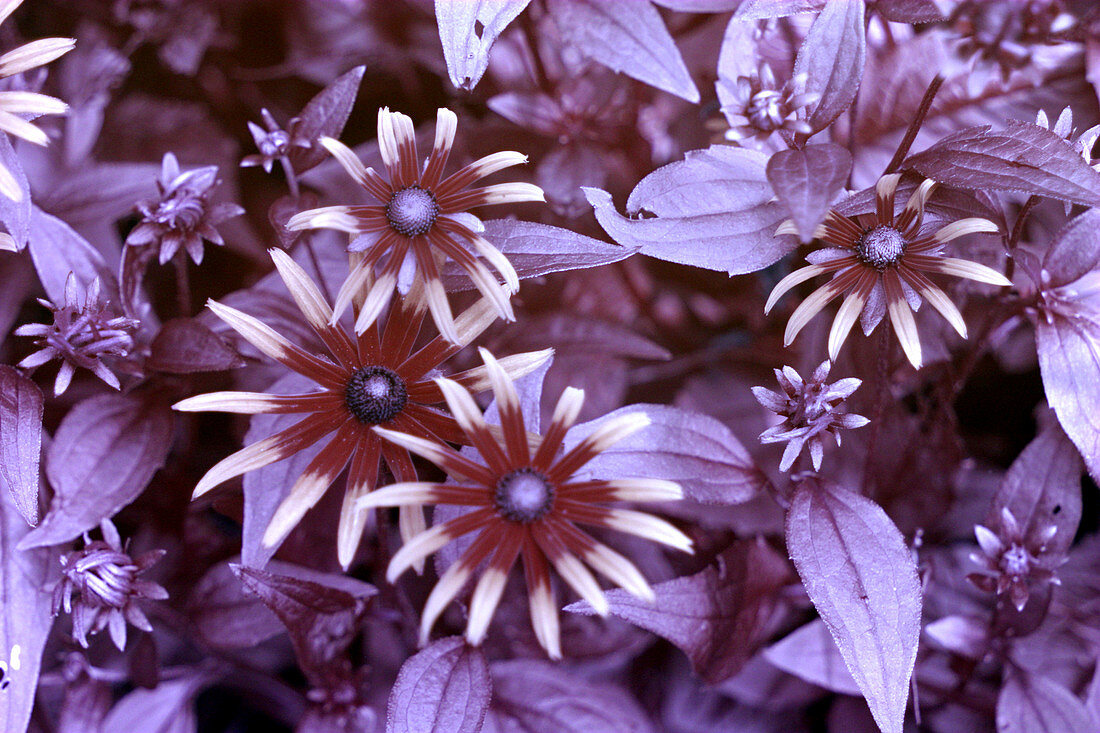 Flower (Rudbeckia fulgida) in UV Light
