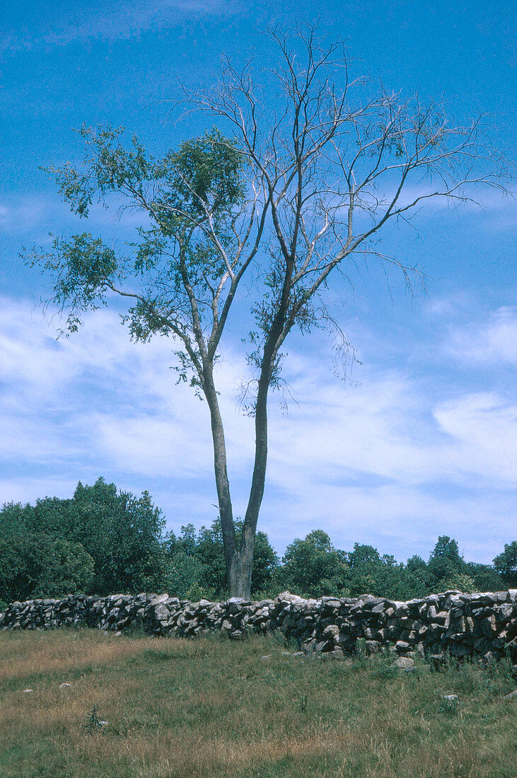 Dying American Elm