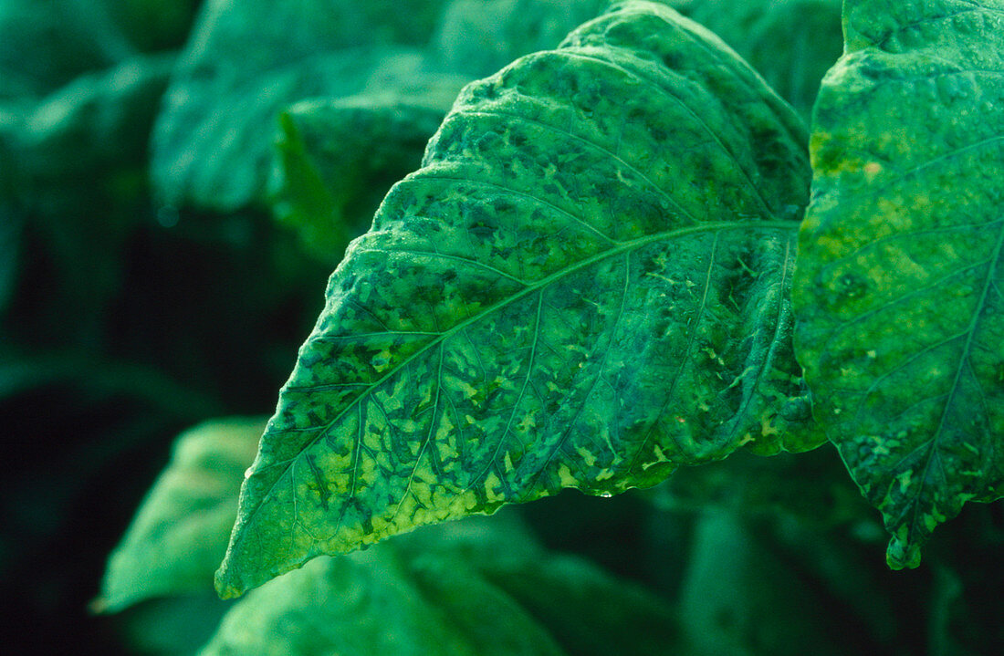 Tobacco mosiac virus